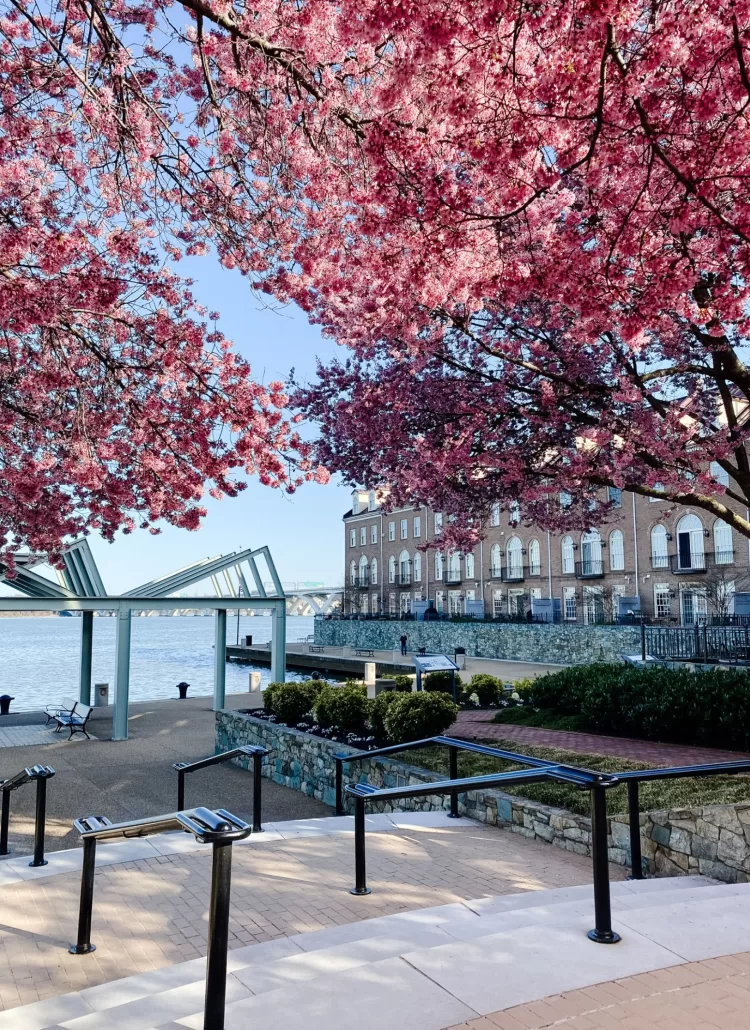 Cherry Blossoms in DC Old Town Alexandria Waterfront