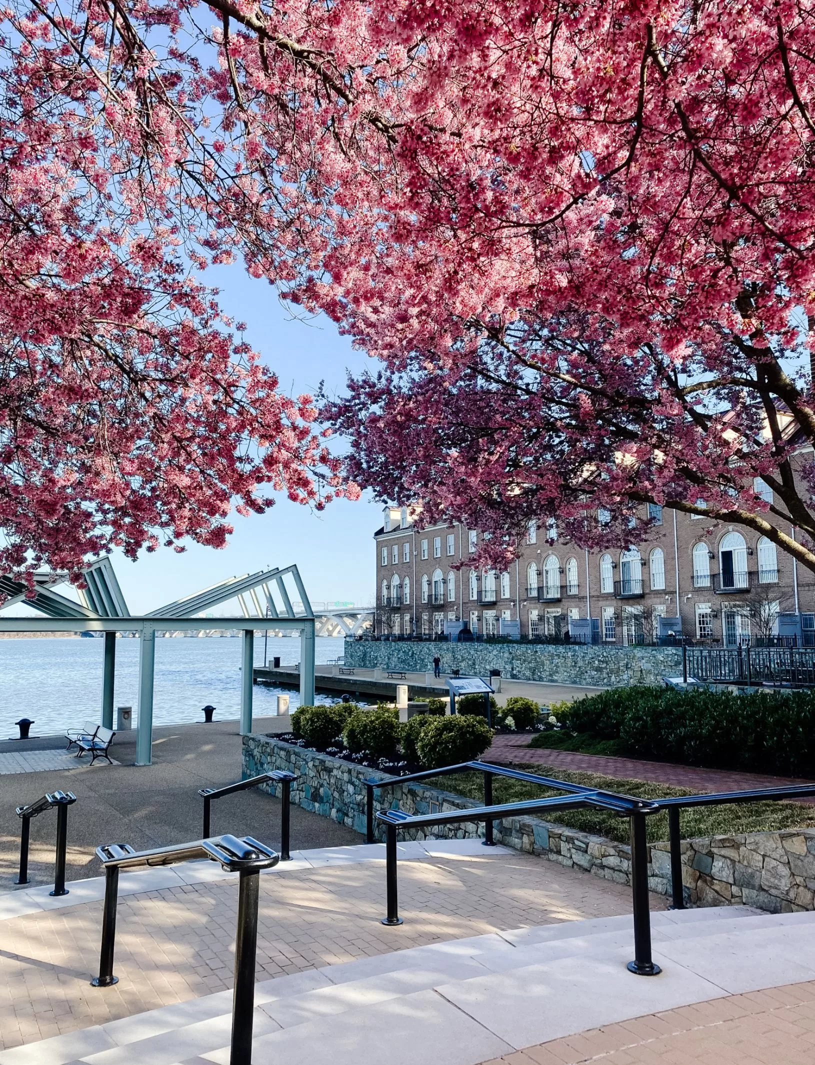 Cherry Blossoms in DC Old Town Alexandria Waterfront
