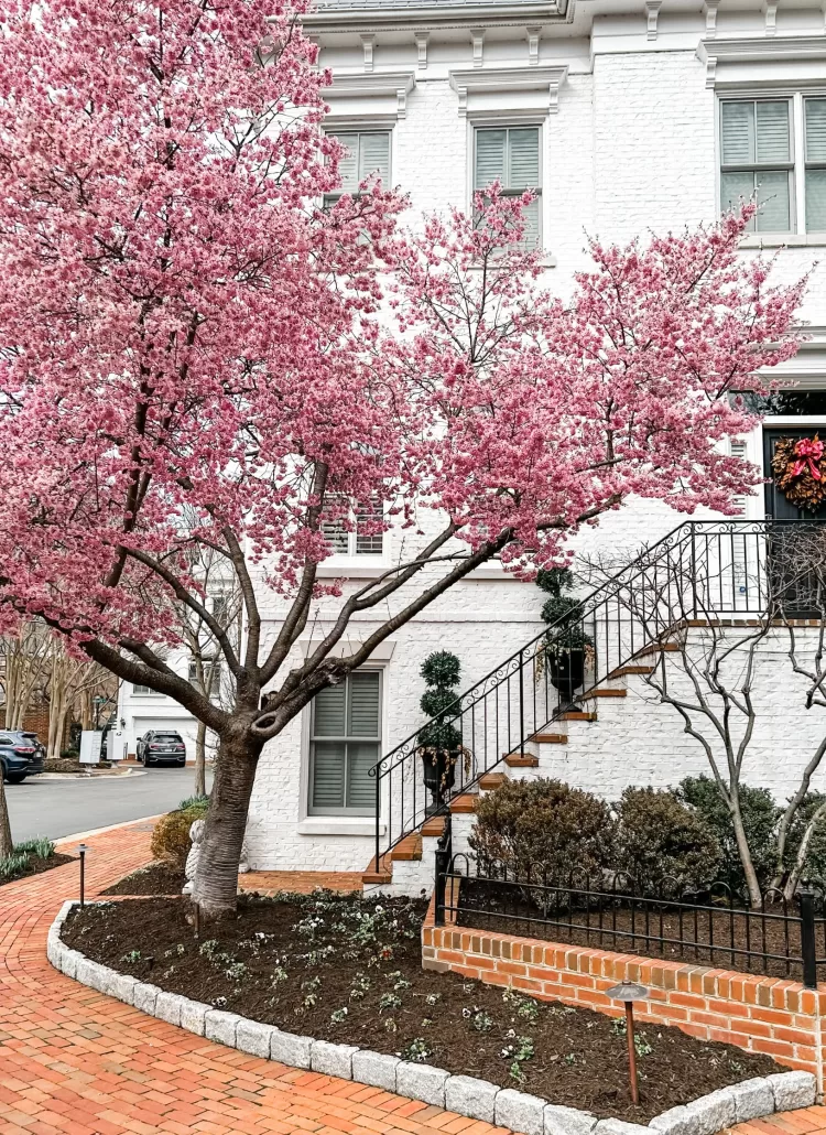 Cherry Blossoms Washington D.C. Old Town Alexandria, VA